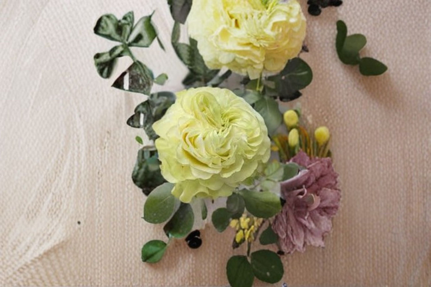 Jutta Rose Live Plant - Dutch Own Root Cut Rose - Rosa hybrid - Repeat Blooming, Disease Resistant, Pink Flowering Rose