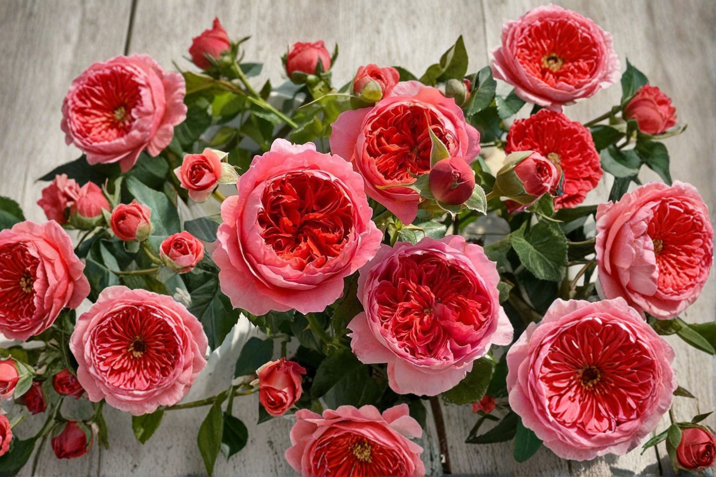 Cinnabar Bowl Rose Live Plant - 2 Year Old Own Root Garden Rose - Rosa hybrid - Ornamental Red Flowering Bush