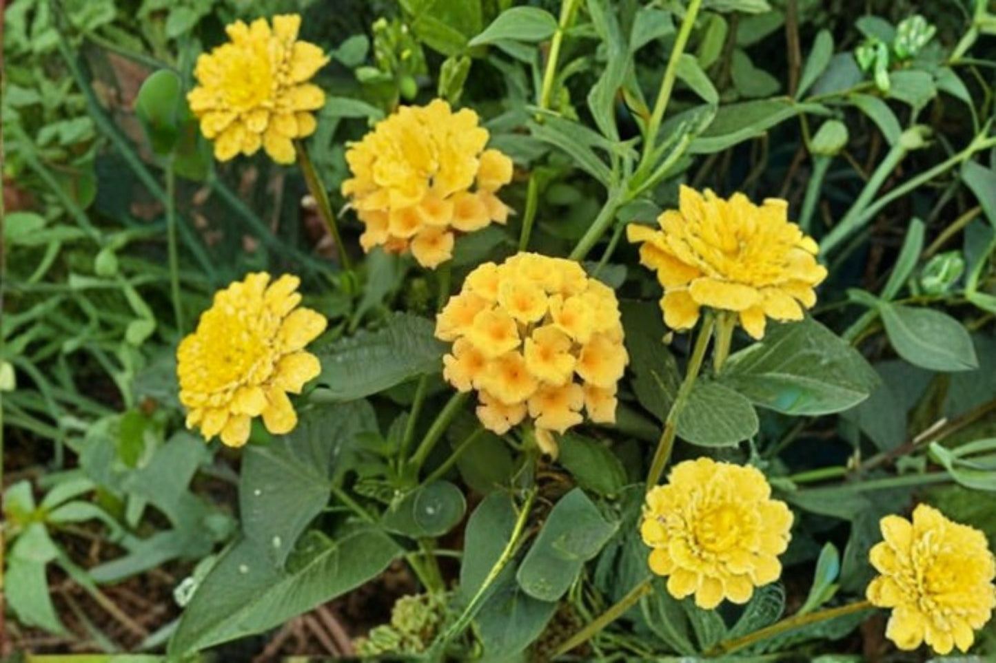 Gold Lantana Plant - Perennial Shrub with Yellow Flowers - Lantana camara ‘New Gold’ - Ideal for Containers and Borders