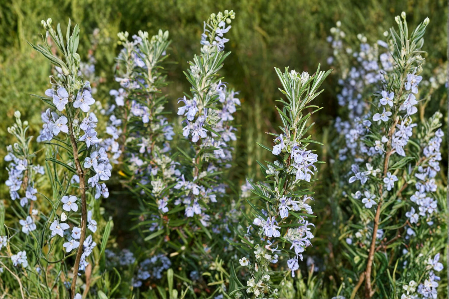 Irene Rosemary Plant – Trailing Evergreen Herb, Aromatic Culinary Groundcover – Rosmarinus officinalis ‘Irene’