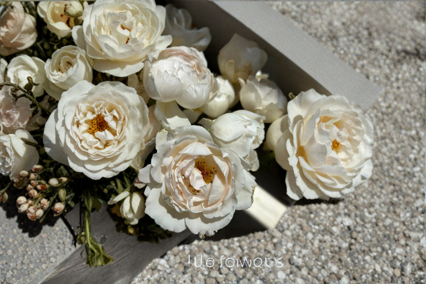 Kashou Japanese Rose Live Plant - Fragrant Hybrid Tea Rose - Rosa hybrid - Own Root for Garden & Floral Arrangements