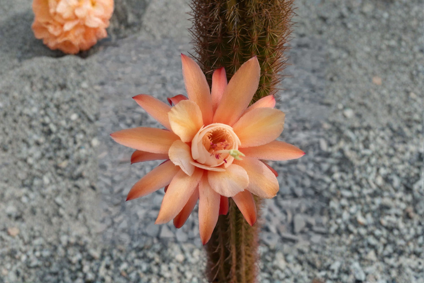 Hildewintera Hybrid Cactus Cutting – 3-4 inches, Humkes Röschen, Unrooted Trailing Cactus for Hanging Baskets and Succulent Gardens