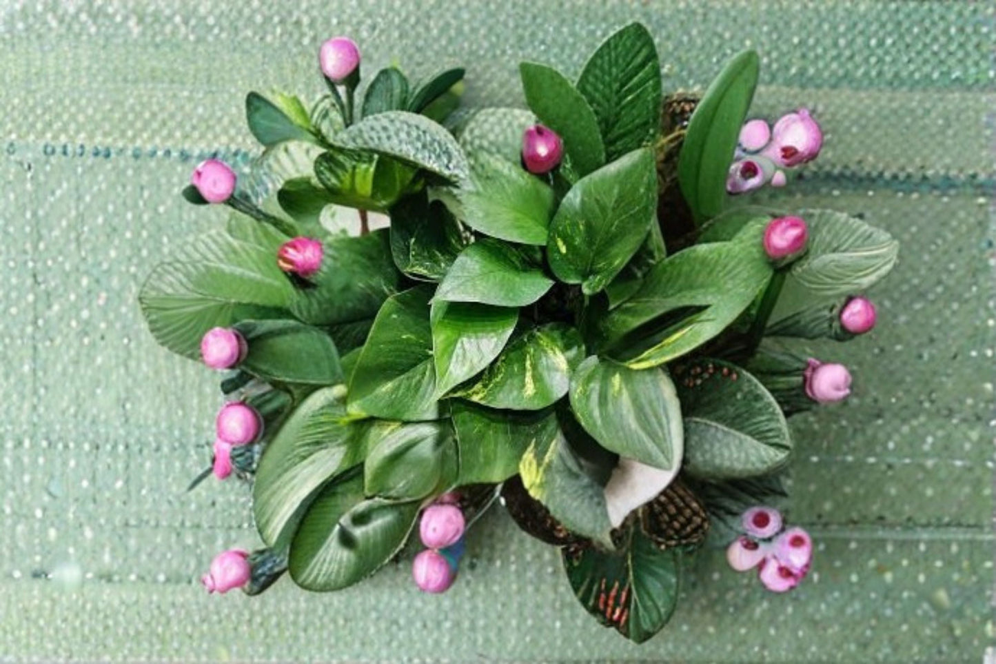 Golden Pothos Rooted Cutting, Variegated Green & Gold, Epipremnum aureum, Easy Care Indoor Plant for Home Décor