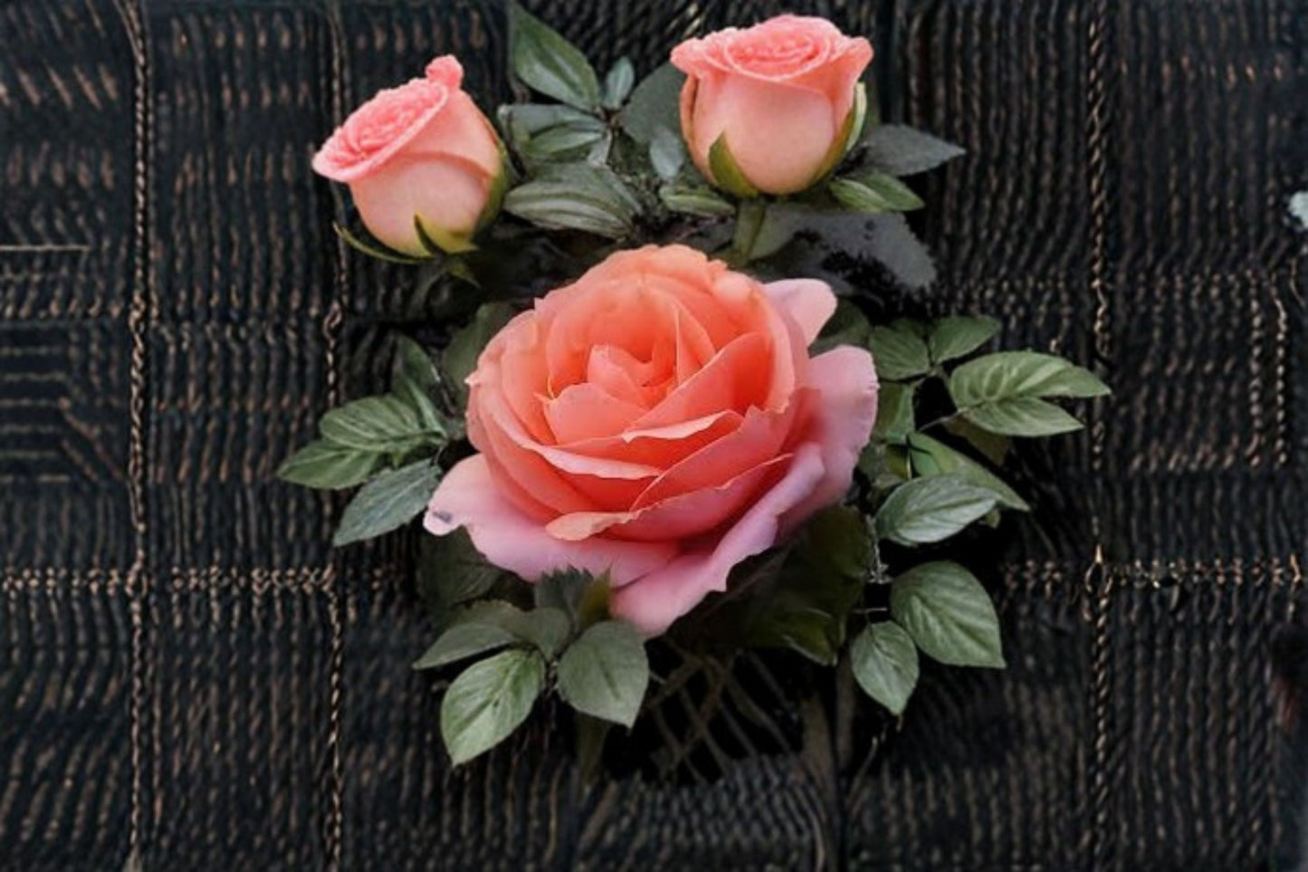 Apricot Candy Rose Live Plant - 1.5 Gal Reblooming Rose with Apricot Blooms - Rosa 'Apricot Candy'