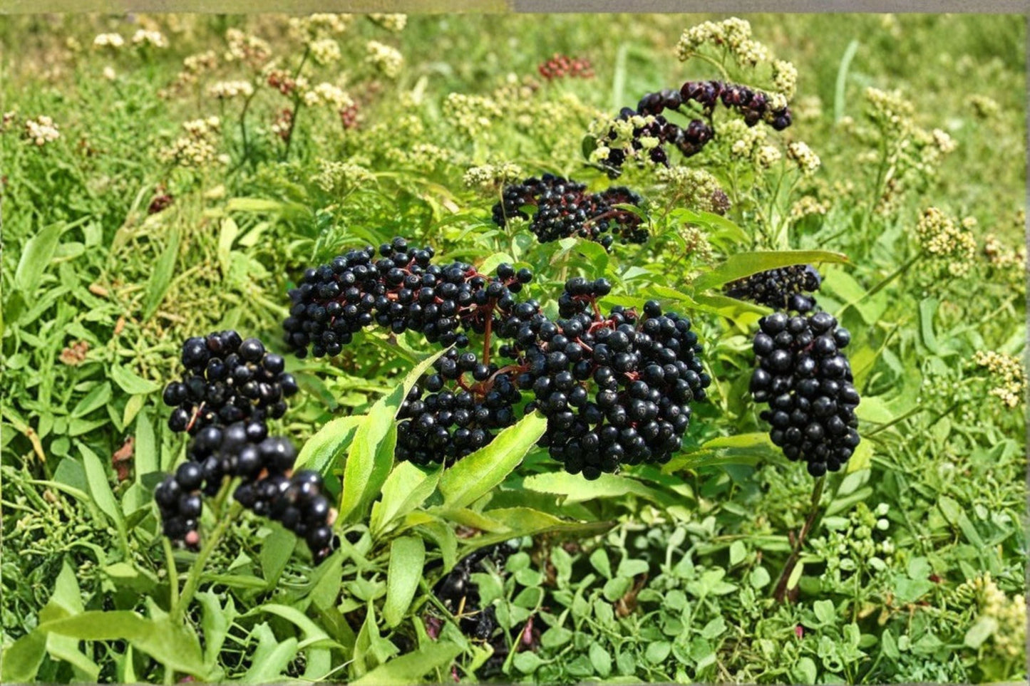 American Elderberry Live Plant - Well Rooted Shrub - Sambucus canadensis - Native Wildlife Garden Plant