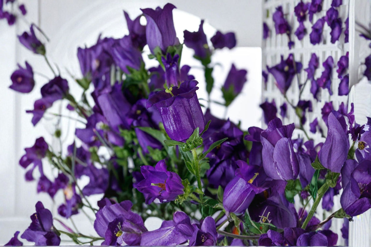 Campanula Plant - Champion II - Deep Blue Bellflower - Campanula medium - Garden & Container Flower