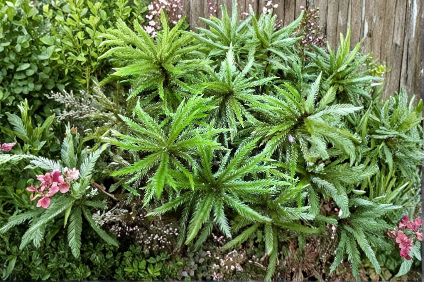 Climacium Tree Moss Plant - Live Moss for Terrariums, Green Miniature Forest Decor - Climacium dendroides