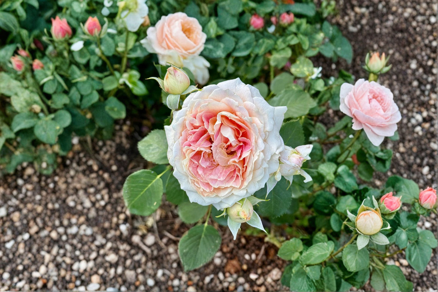Peach Anemone Rose Plant - Apricot Pink Cut Rose - Rosa hybrid - Fragrant Own Root Live Plant for Gardens and Floral Arrangements