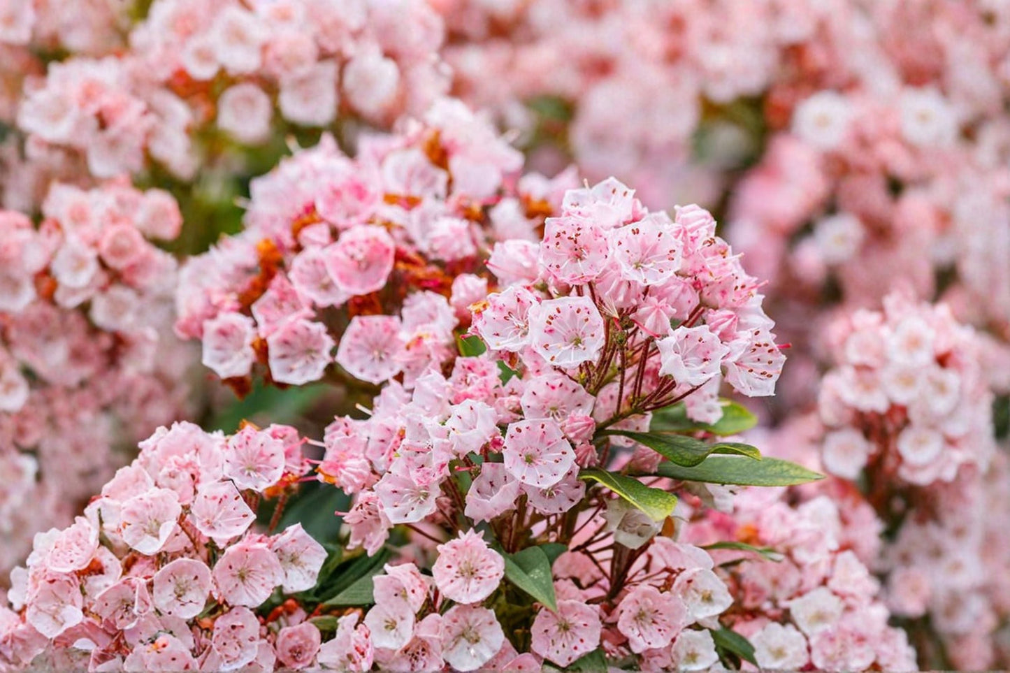 Pink Mountain Laurel Live Bare Root Plant - 1 Ft+ - Kalmia latifolia - Evergreen Flowering Shrub with Pink Flowers