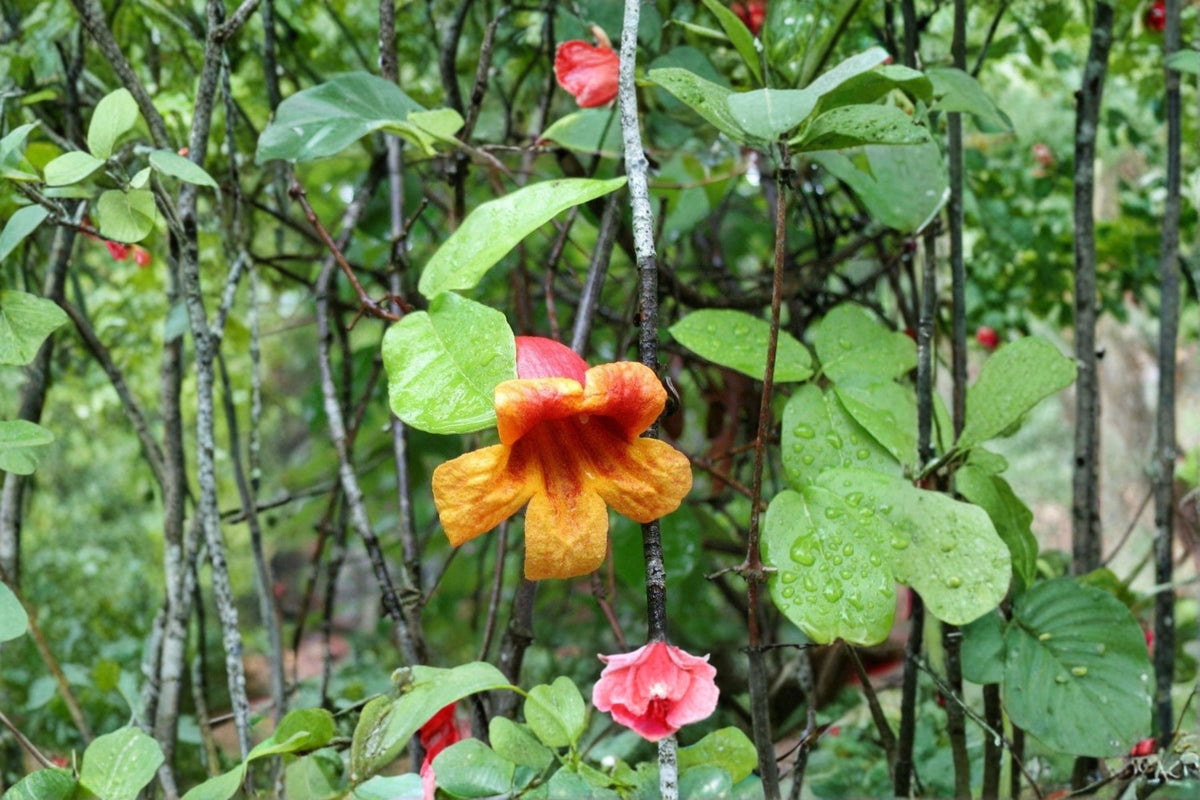 Crossvine Cuttings 12-Pack - Bignonia capreolata - Orange-Red Flowering Vine for Propagation, Hardy Climbing Plant