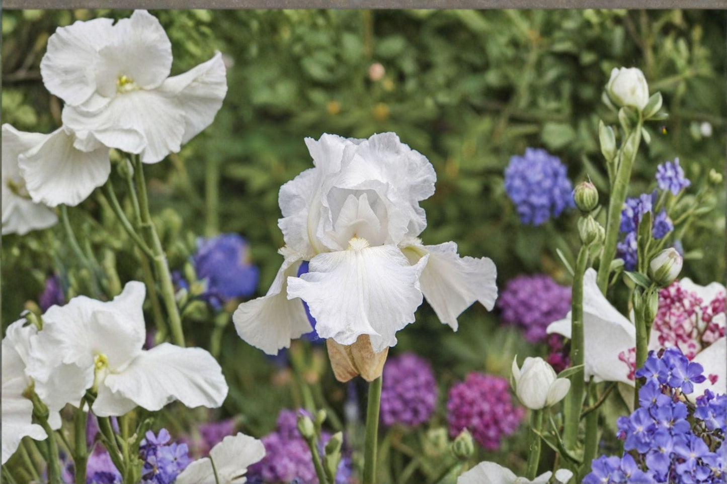 Immortality Iris Live Plant - White Bearded Iris Perennial - Iris germanica 'Immortality' - Fragrant, Drought Tolerant, Deer Resistant