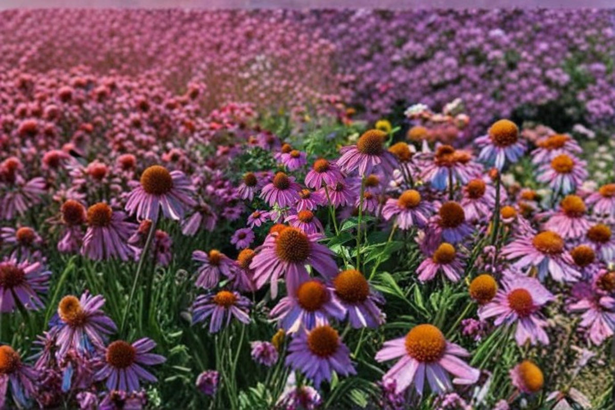Purple Coneflower Plant - Echinacea purpurea - Hardy Perennial with Purple Blooms - Attracts Pollinators