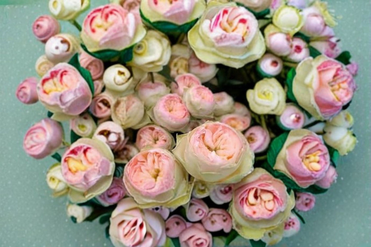 Pinky Pie Rose Live Plant - Pink Cream Garden Rose - Rosa hybrid - Fragrant Ornamental Flowering Shrub for Patio & Garden