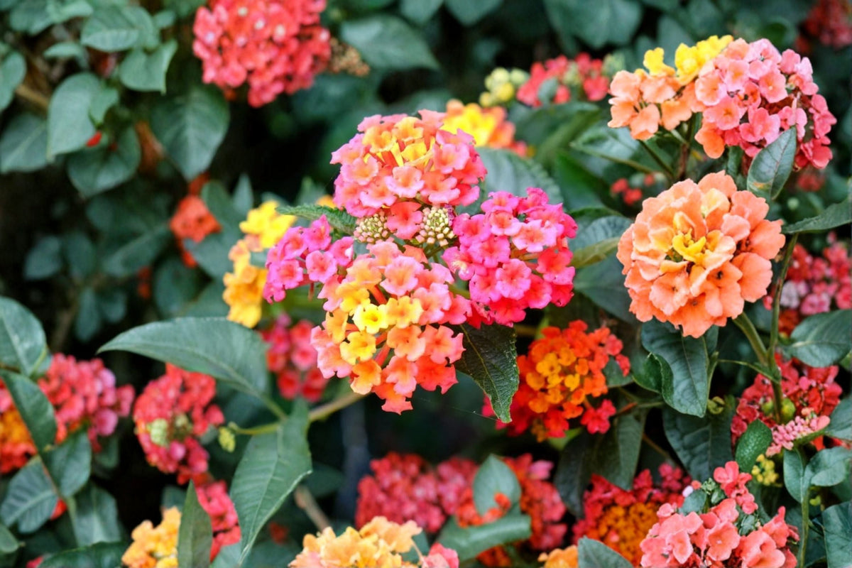 Lantana Plant - Multicolor Flowering Perennial - Lantana camara - Attracts Butterflies, Sun-Loving, Heat-Tolerant