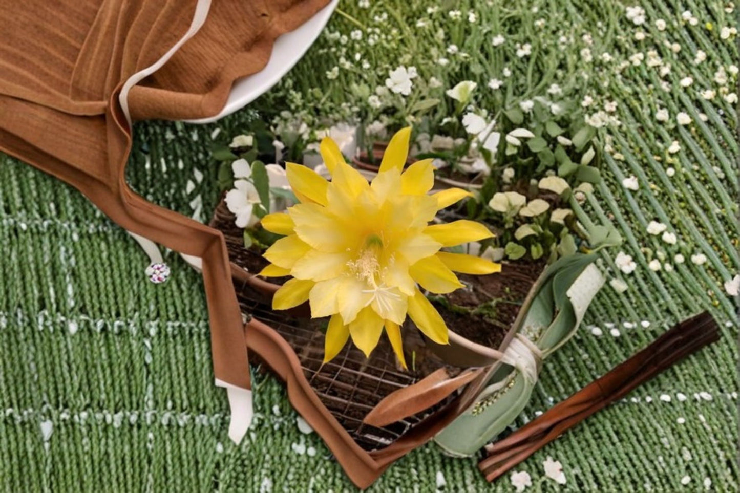 Epiphyllum Cutting 6-8" Morning Sunshine Tropical Cactus - Epiphyllum spp. Unrooted Stem for Propagation