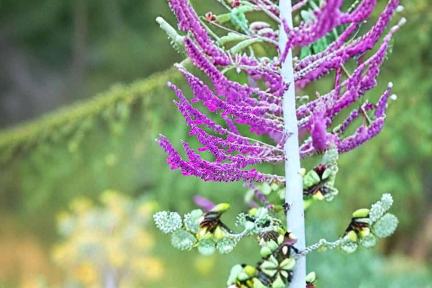 Santa Barbara Mexican Sage Plant - 1 Perennial Shrub with Purple Flowers - Salvia leucantha ‘Santa Barbara’ - Drought Tolerant