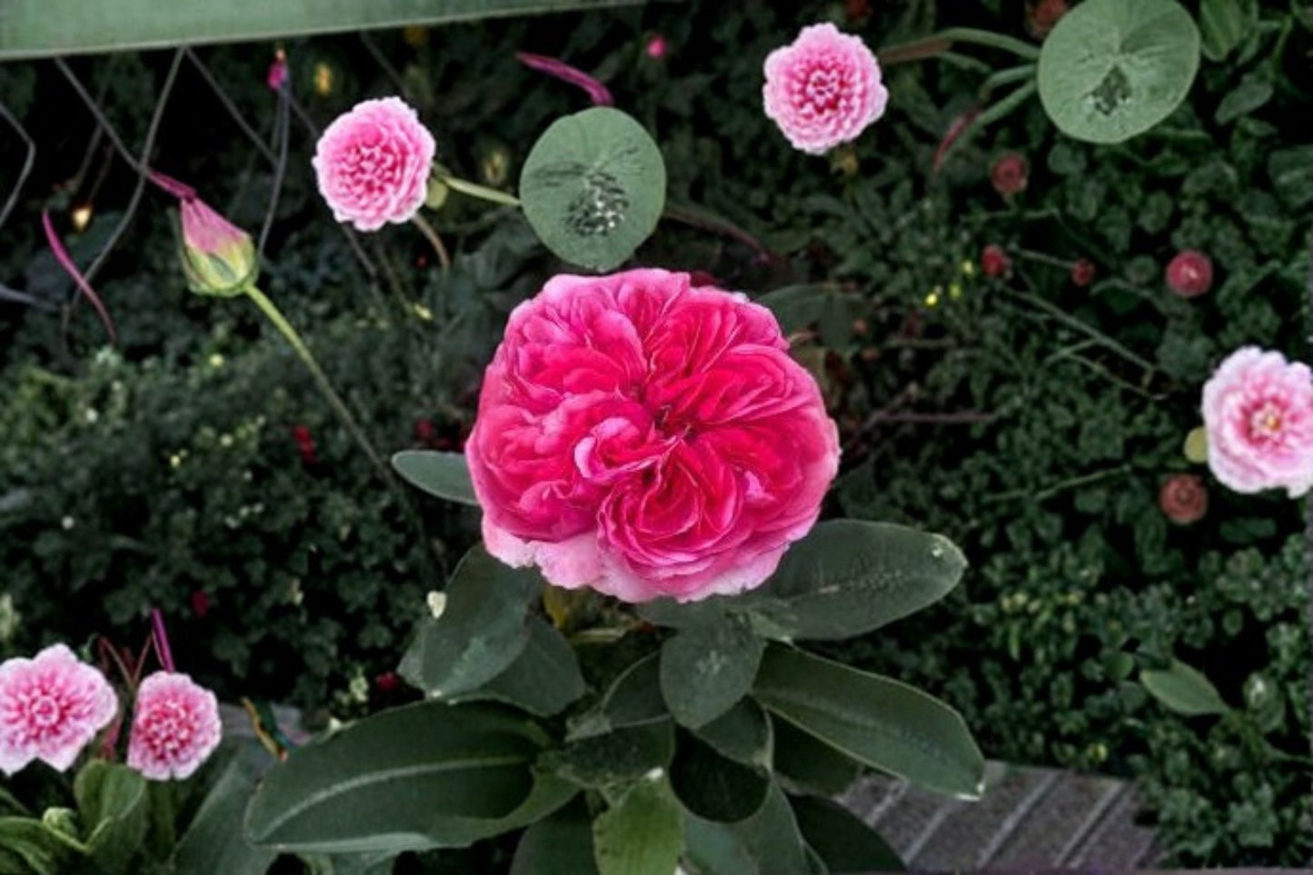 Love's Me Love's Me Not Rose Live Plant - 1.5 Gal Pink Fragrant Rose - Rosa 'Love's Me Love's Me Not' - Own-Root Reblooming Shrub