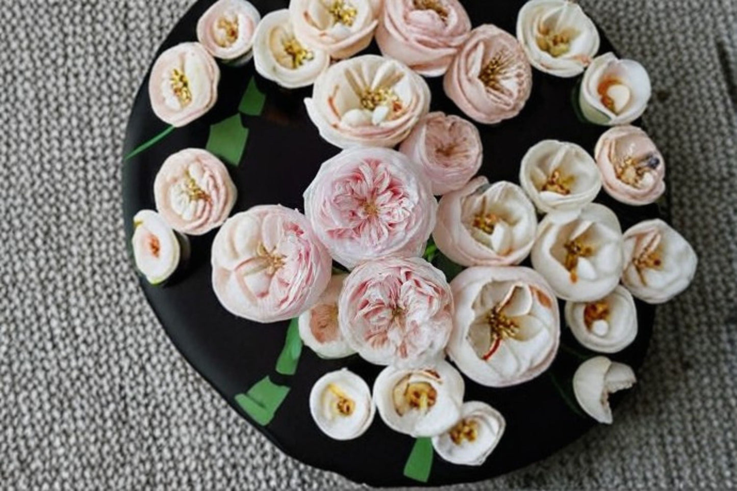 Mansfield Park Rose Live Plant - Lotus Pink Own Root Cut Rose - Rosa hybrid - Prolific Bloomer for Gardens & Floral Arrangements