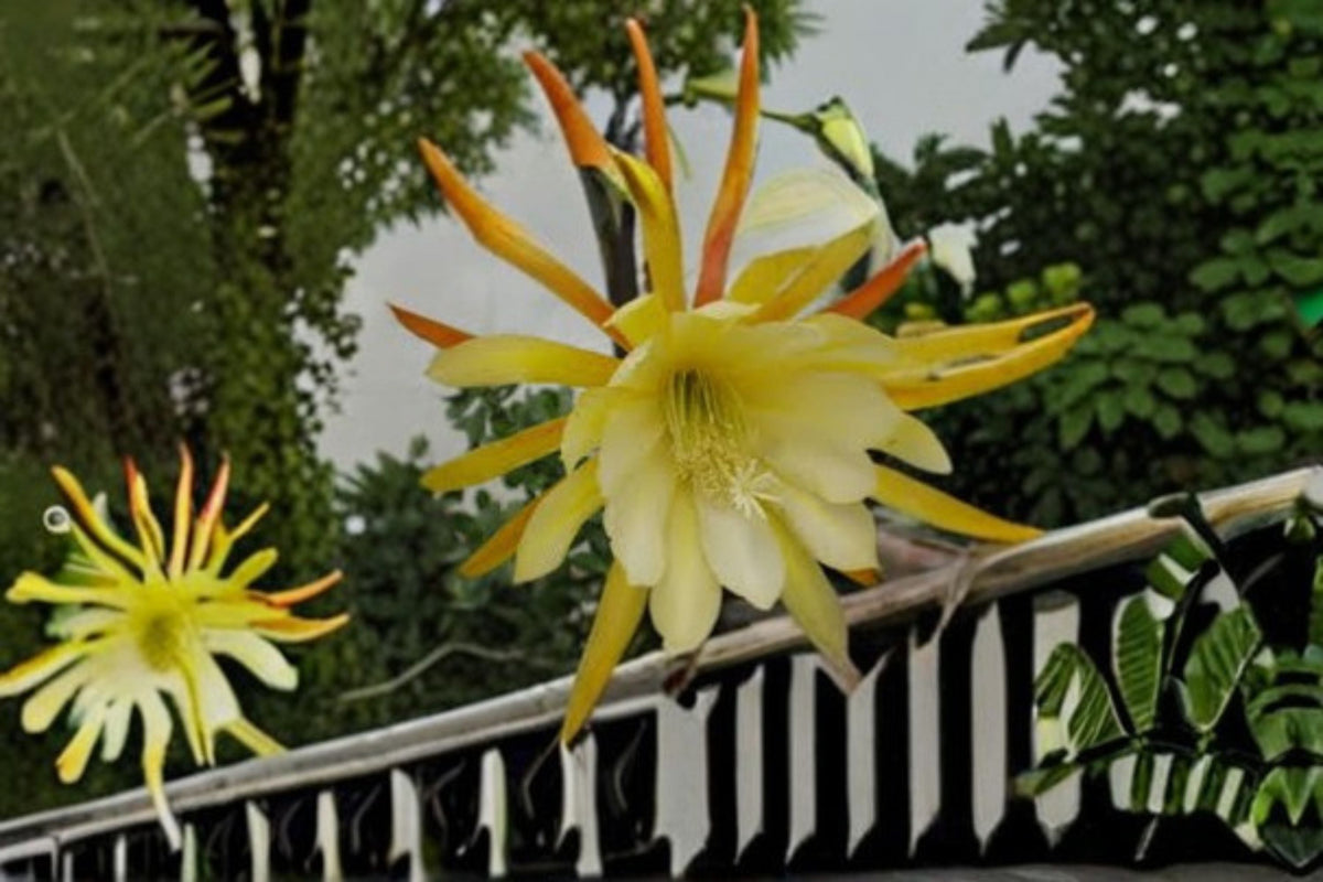 Epiphyllum Cutting 6-8" Kings Ransom Tropical Cactus - Epiphyllum spp. Unrooted Plant for Propagation and Indoor Growing