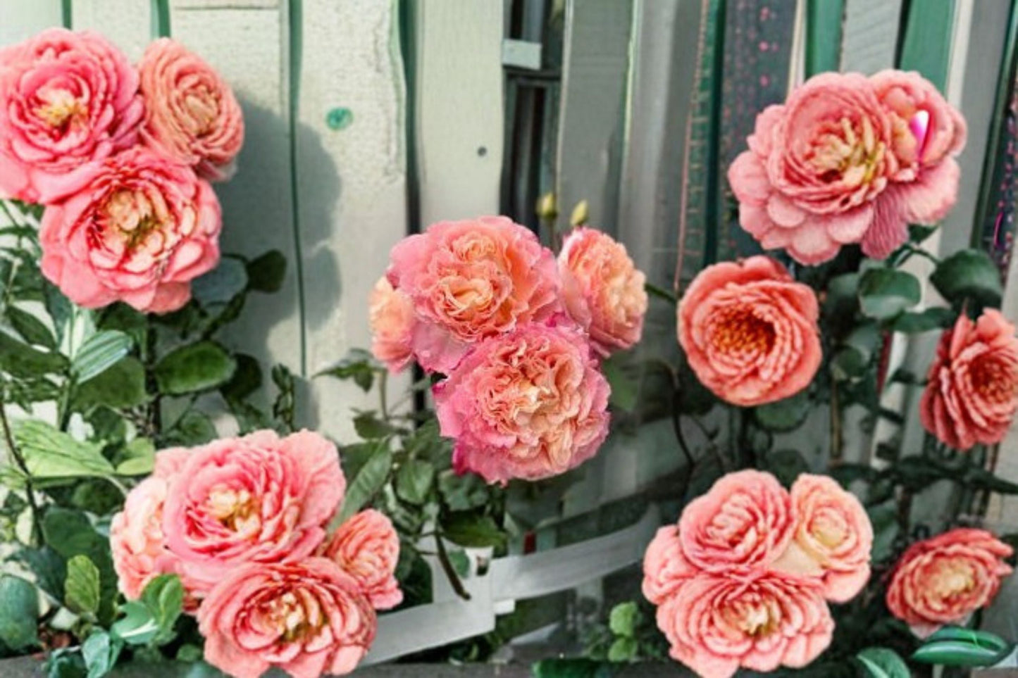 Augusta Luise Rose Live Plant - Fragrant Pink Apricot Cut Rose - Rosa hybrid - Easy Care, Repeat Blooming, Ornamental Shrub