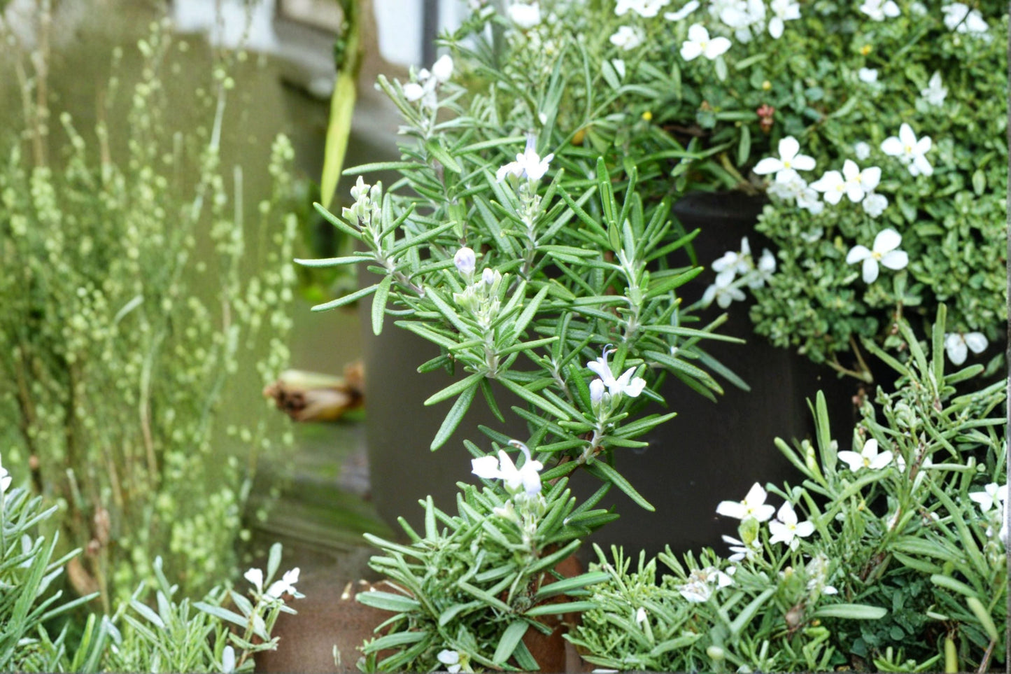 Trailing Rosemary Live Starter Plant - Rosmarinus officinalis 'Prostratus' - Fragrant Evergreen Herb for Hanging Baskets and Containers
