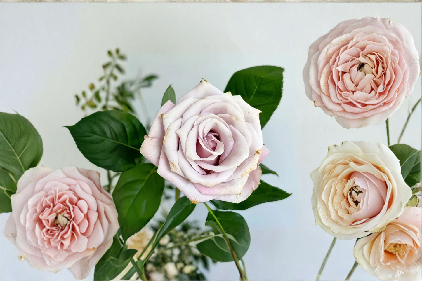 Wild Moss Rose Live Plant - Dusty Pink Brown Antique Rose - Rosa hybrid - Ornamental Cup-Shaped Blooms - Dutch Garden Rose