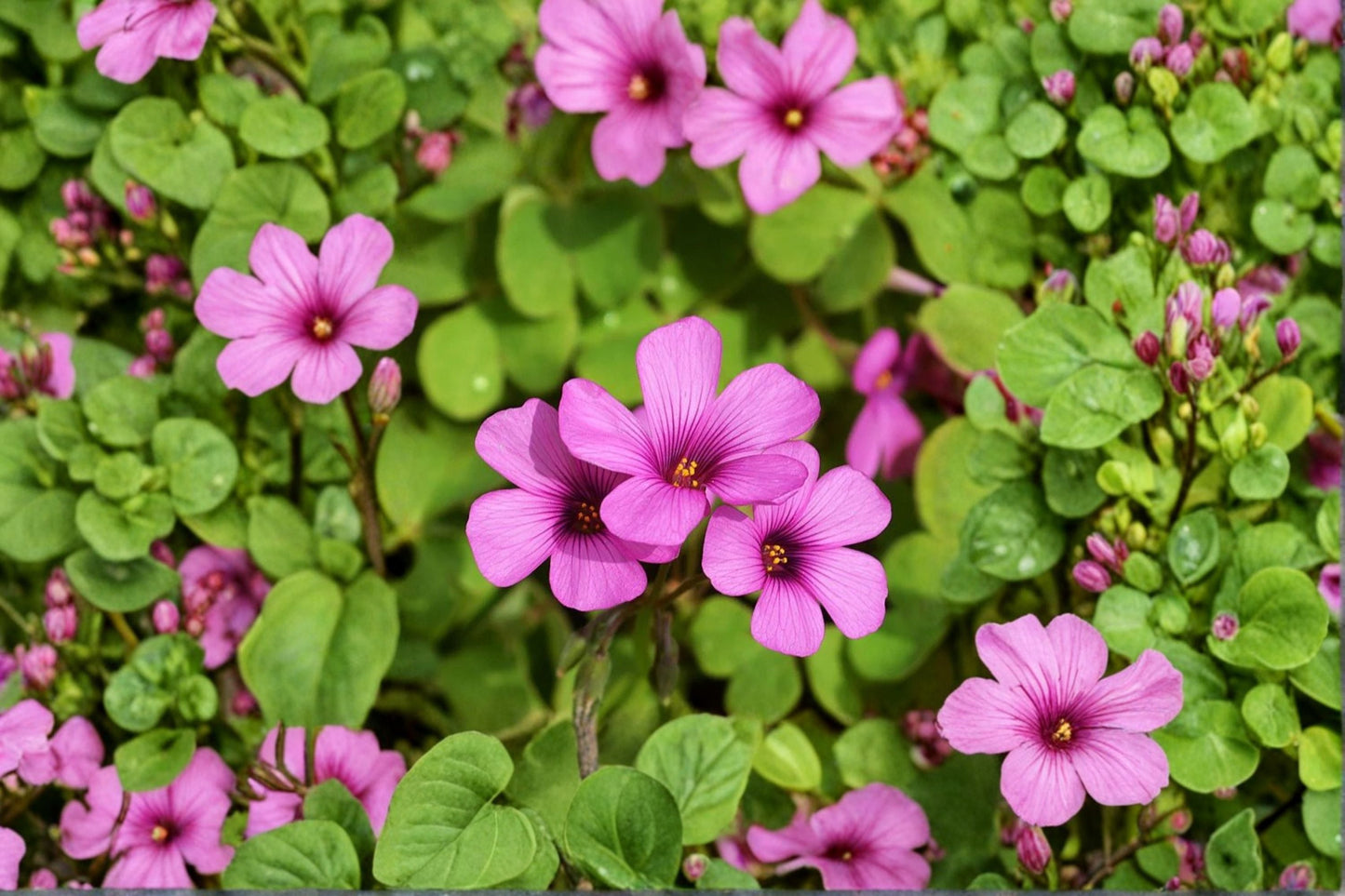 Magenta Oxalis Bulbs - 30 Live Shamrock Ground Cover - Oxalis brasiliensis - Low-Growing Ornamental Plant for Gardens