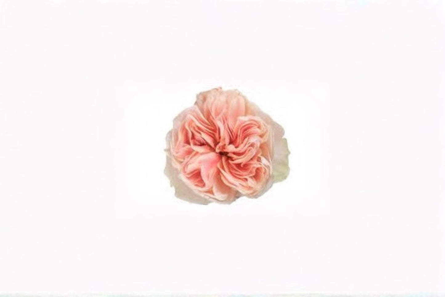 Tip Top Rose Live Plant - Elegant Pink Cut Rose - Rosa hybrid - Perfect for Gardens, Containers, and Floral Arrangements