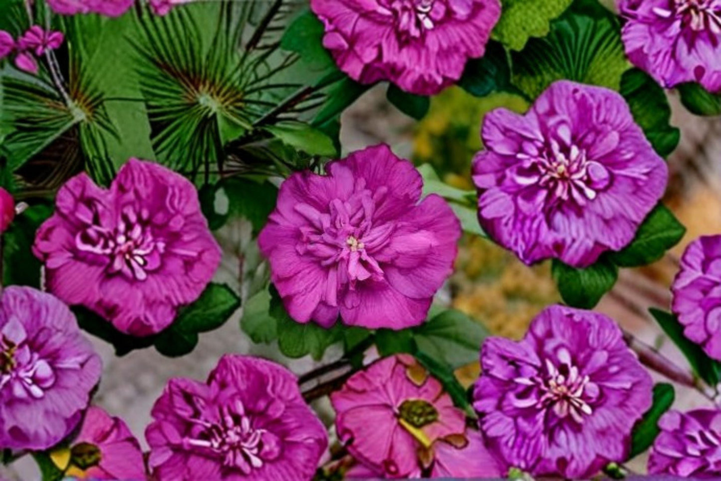 Magenta Chiffon Rose of Sharon 2 Live Plants - Pink Flowering Shrub - Hibiscus syriacus - Hardy Perennial for Hedges and Patios