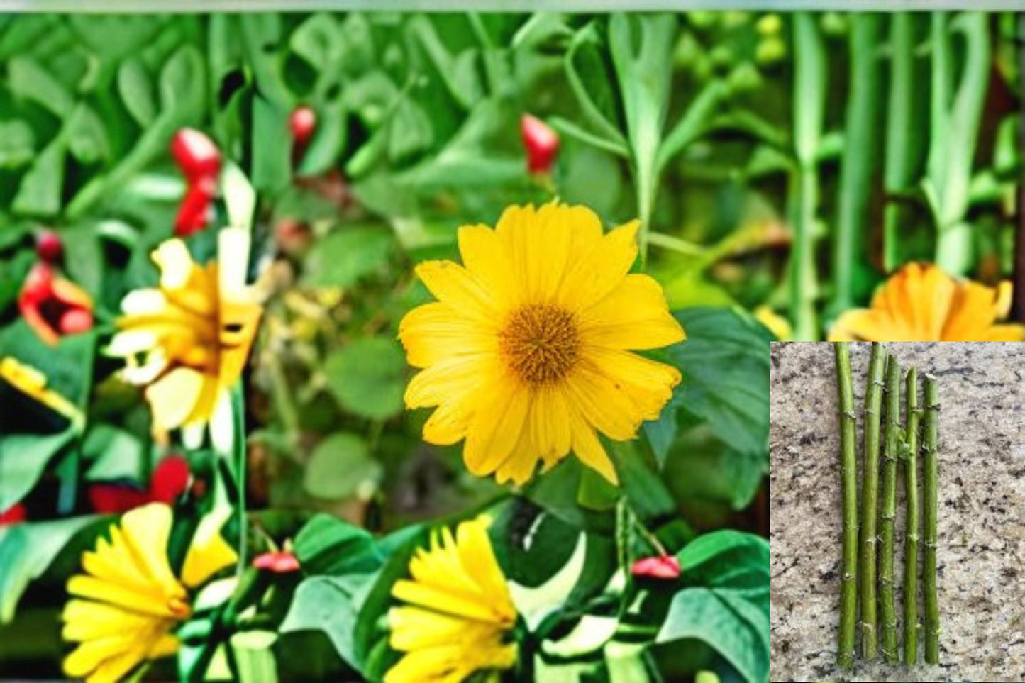 Mexican Sunflower Cuttings 5 Pack - Tithonia diversifolia - Orange Blooms - Unrooted Flowering Shrub for Garden Propagation
