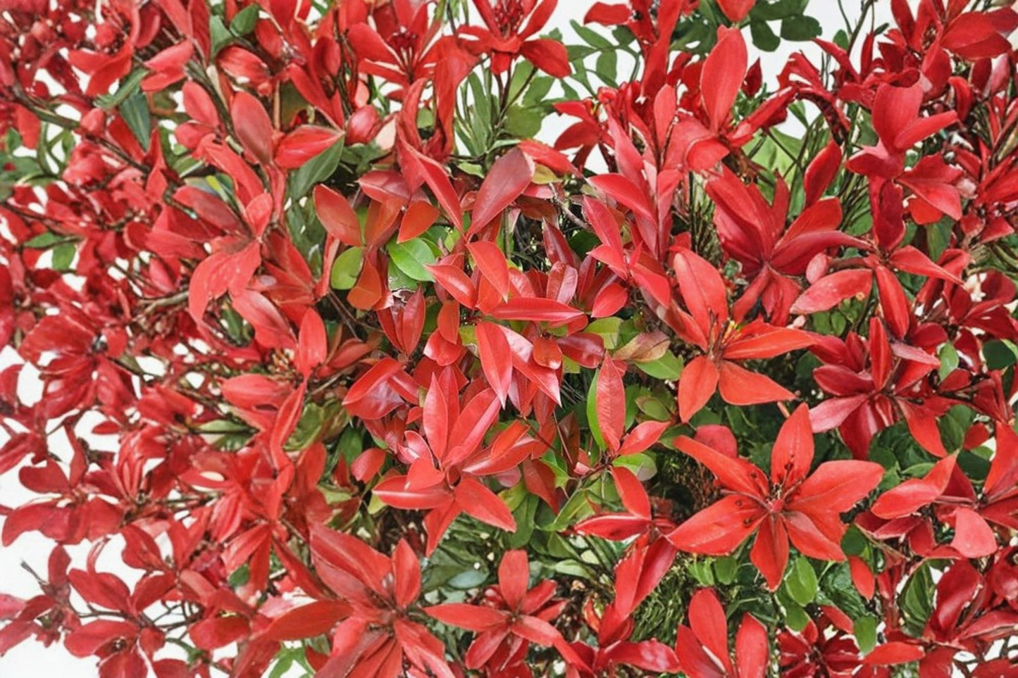 Red Tip Photinia Plant 2.5" Nursery Cube - Evergreen Shrub, Photinia × fraseri, Bright Red Foliage for Hedges & Borders