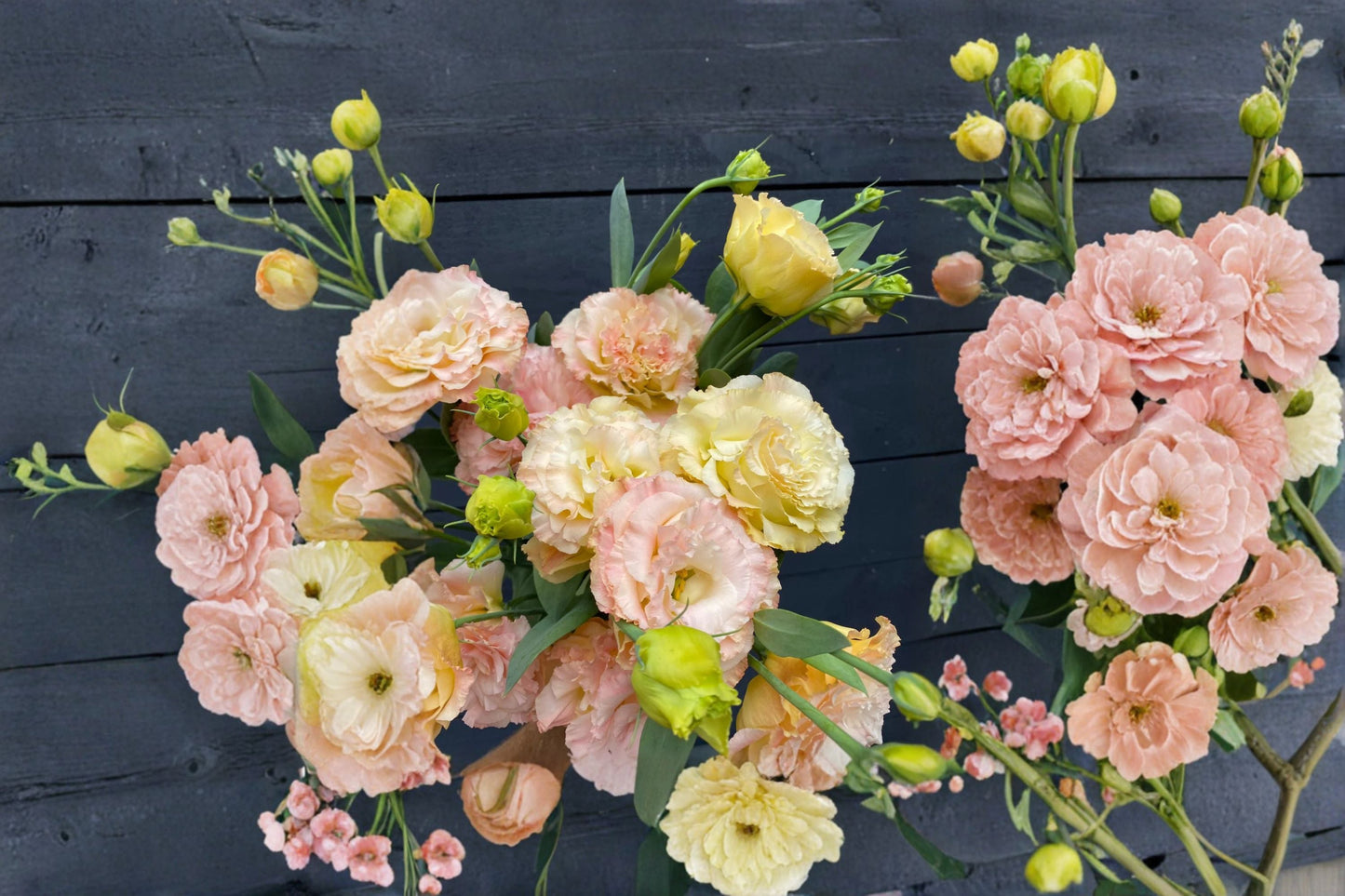 Lisianthus Plant Voyage Series - Eustoma grandiflorum - Starter Plug with Rose-Like Blooms for Cut Flower Gardens