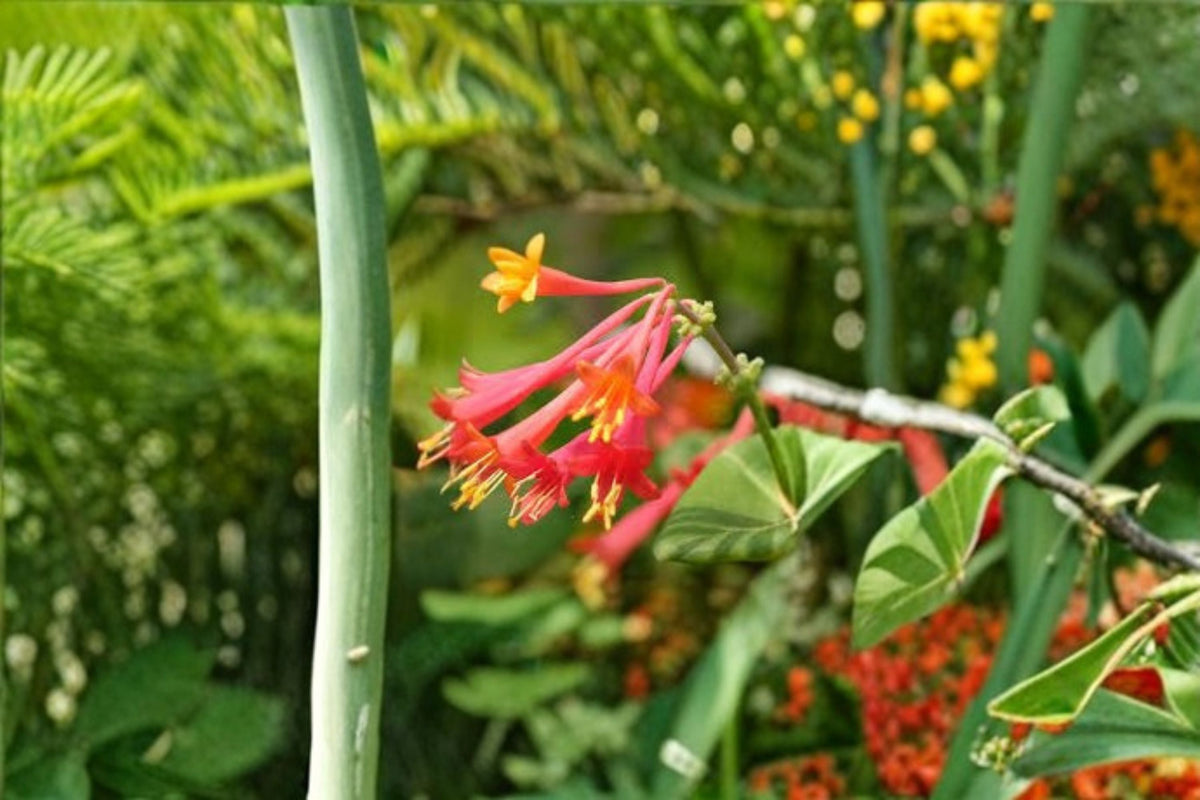 Christmas Cactus Starter Plant - Miss Shimano - Schlumbergera Truncata - Well-Rooted Indoor Cactus for Holiday Decor