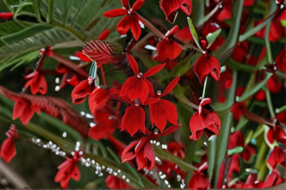 Lobelia Plant Starter Plug - Starship Variety - Lobelia cardinalis - Red Flower for Borders & Pollinator Gardens