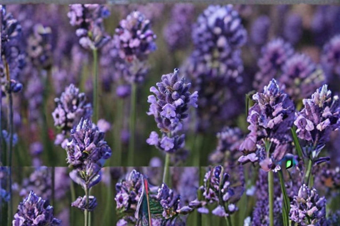 Super Blue Lavender Plant – Lavandula angustifolia ‘SuperBlue’ – Fragrant Purple-Blue Blooms – Drought Tolerant Perennial Herb