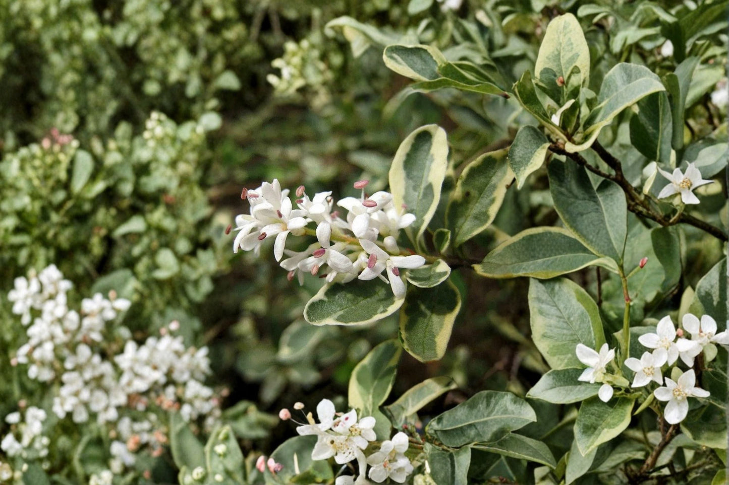Variegated Chinese Privet Live Shrub - Fragrant Hedge Plant - Ligustrum sinense 'Variegatum' - Ornamental Privacy Screen Plant