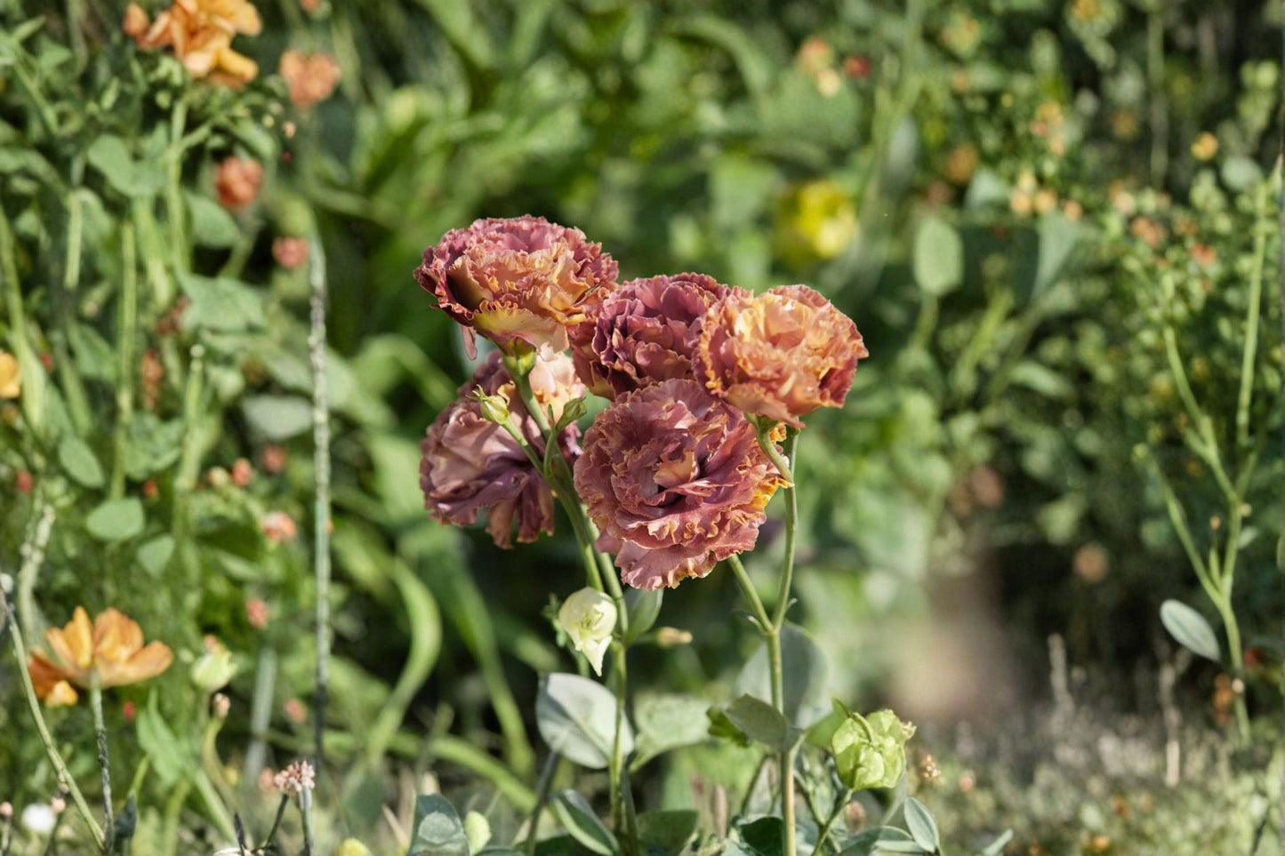 Lisianthus Plant Starter Plug - Rosanne Series - Eustoma grandiflorum - Rose-Like Blooms for Garden or Containers