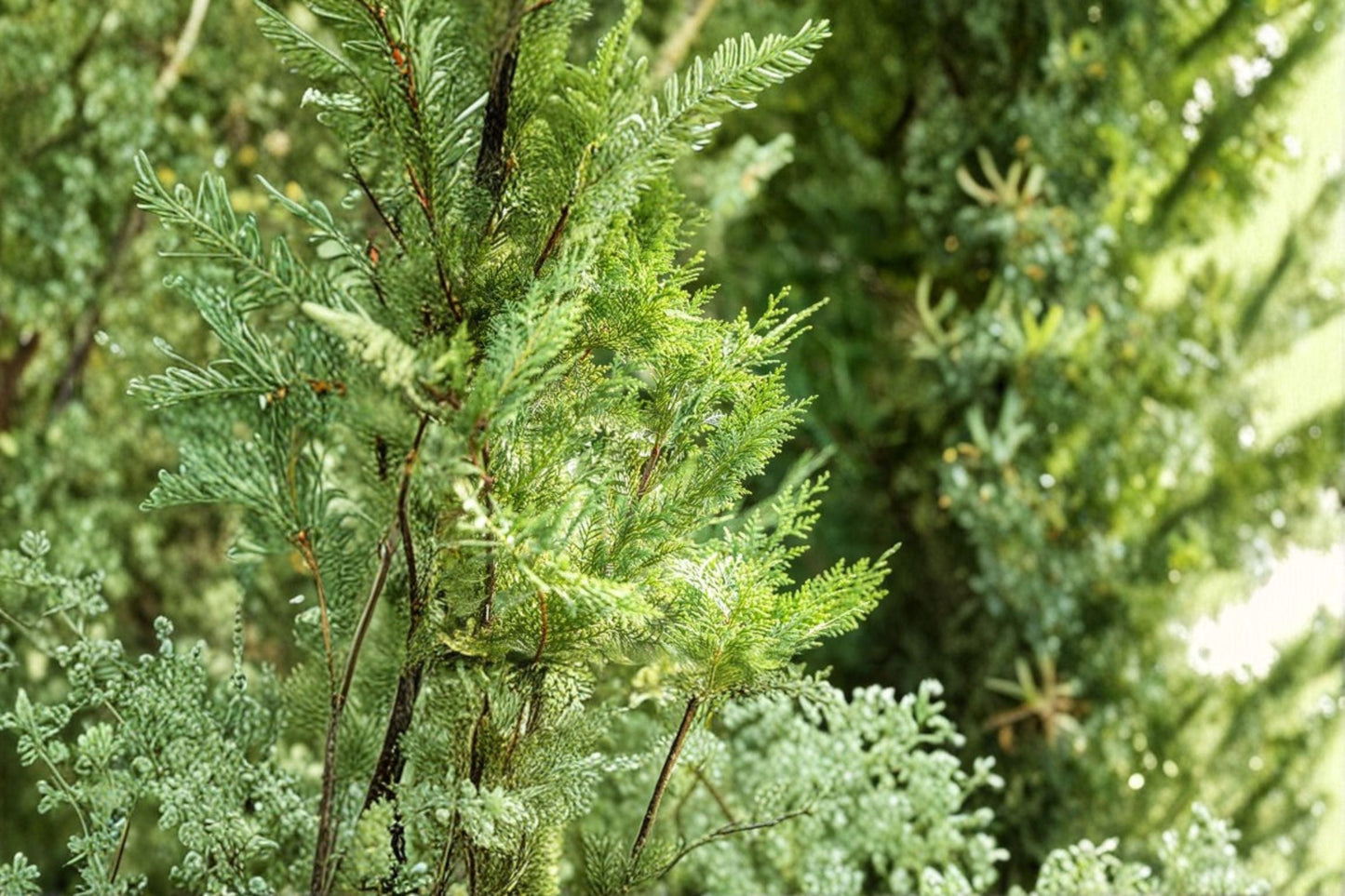 Murray Leyland Cypress Plant - 3.5-inch Nursery Cube - Dense Evergreen Conifer - Cupressocyparis leylandii ‘Murrayii’