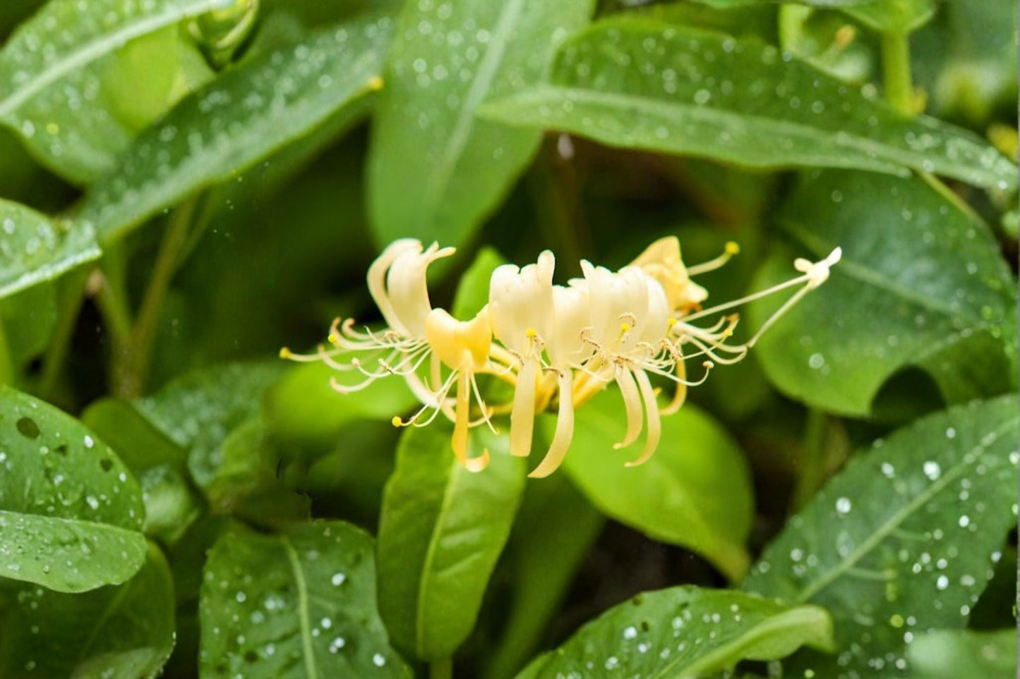 Hall's Honeysuckle Plants - 4 Live Rooted Vines - Lonicera japonica - Climbing Flowering Vine with White & Yellow Blooms