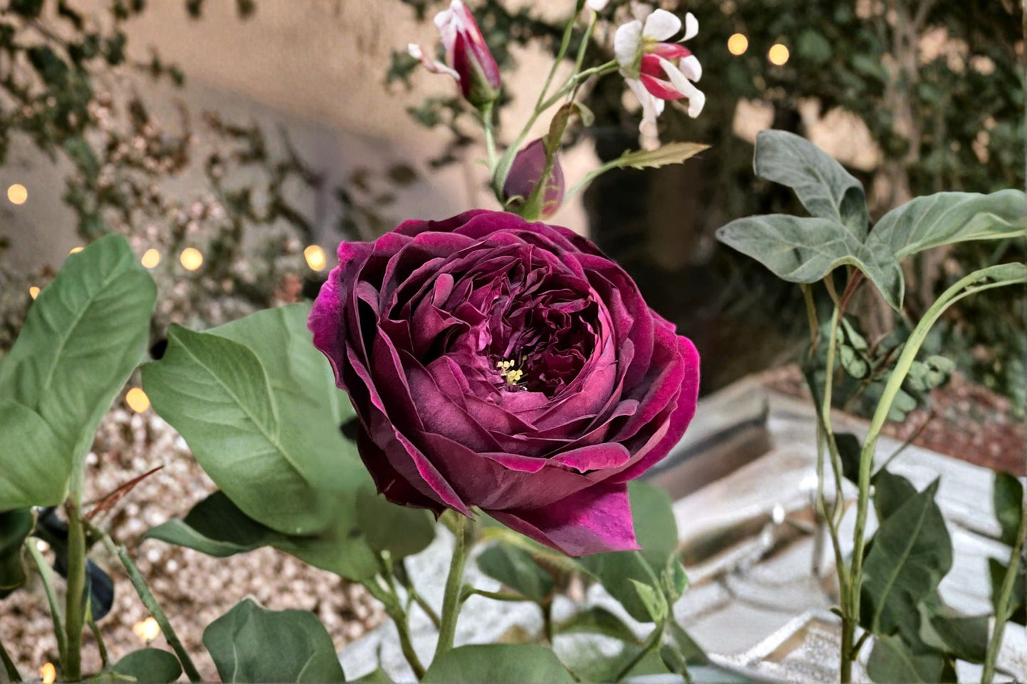Fragrant Royale Rose Live Plant - Japanese Own Root Shrub Rose - Rosa hybrid - Repeat Blooming Pink Flowers