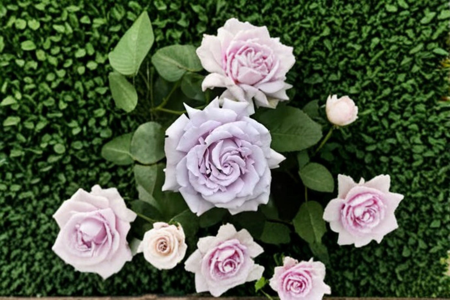 Blue Mist Rose Live Plant - Lavender Japanese Garden Rose - Rosa hybrid - Ornamental Double Blooms - Repeat Flowering