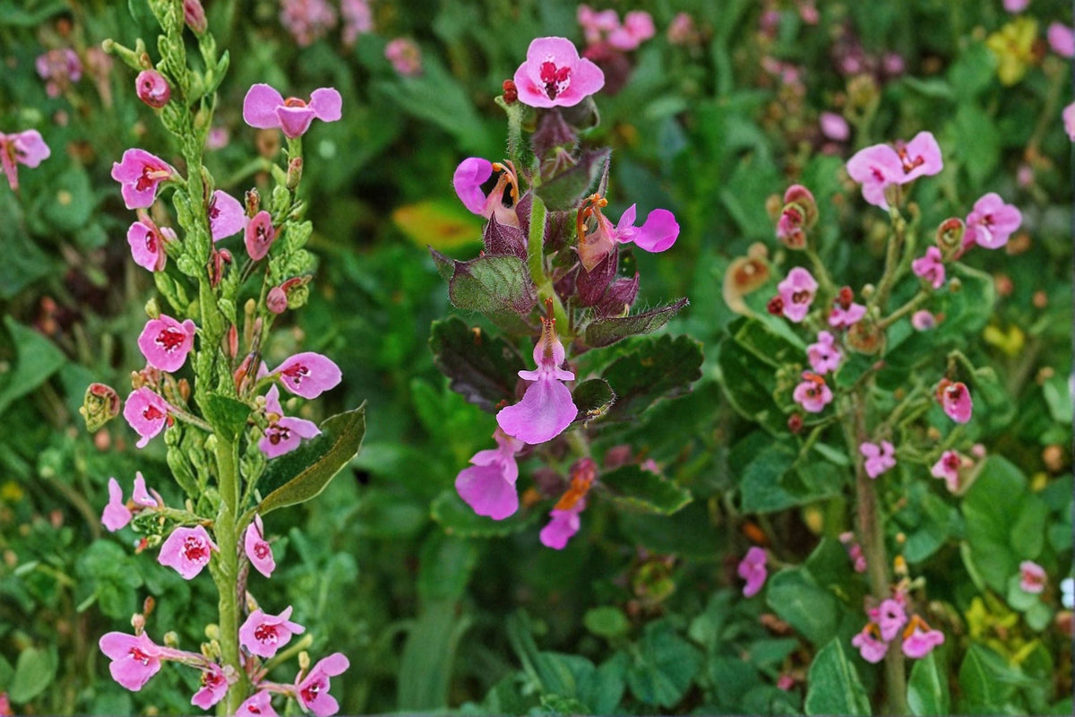 Wall Germander Plant - 1 Live Plant - Purple Flowers - Teucrium chamaedrys - Evergreen Shrub for Borders & Containers