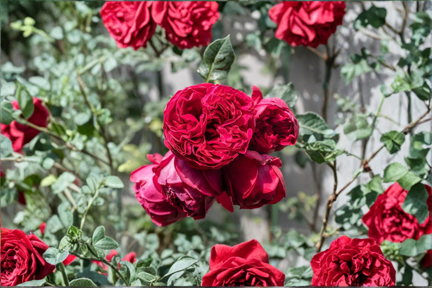 Climbing Rose Live Plant - 1.5 Gal Crimson Red - Rosa 'Red Eden' - Fragrant Double Blooms for Trellises and Arbors