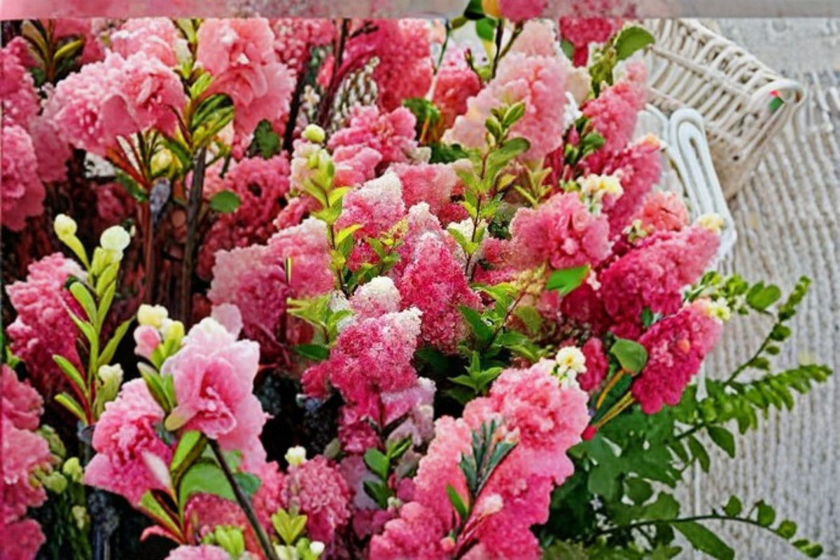 Vanilla Strawberry Hydrangea Cuttings 6 Unrooted - Hydrangea paniculata - Deciduous Flowering Shrub for Gardens