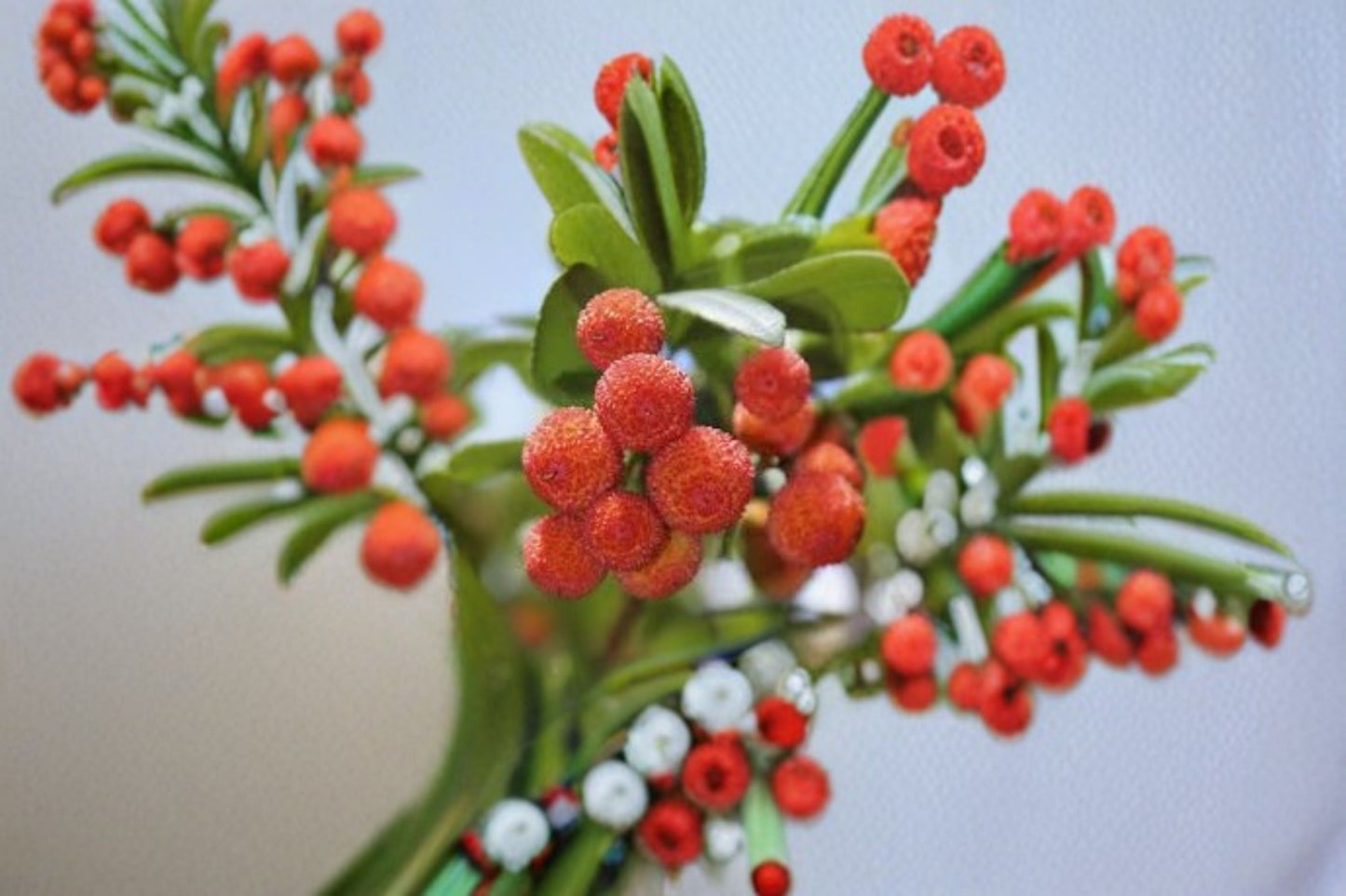 Strawberry Tree Plant - Arbutus unedo - Evergreen Ornamental with Red Edible Fruit - Garden & Landscape Use