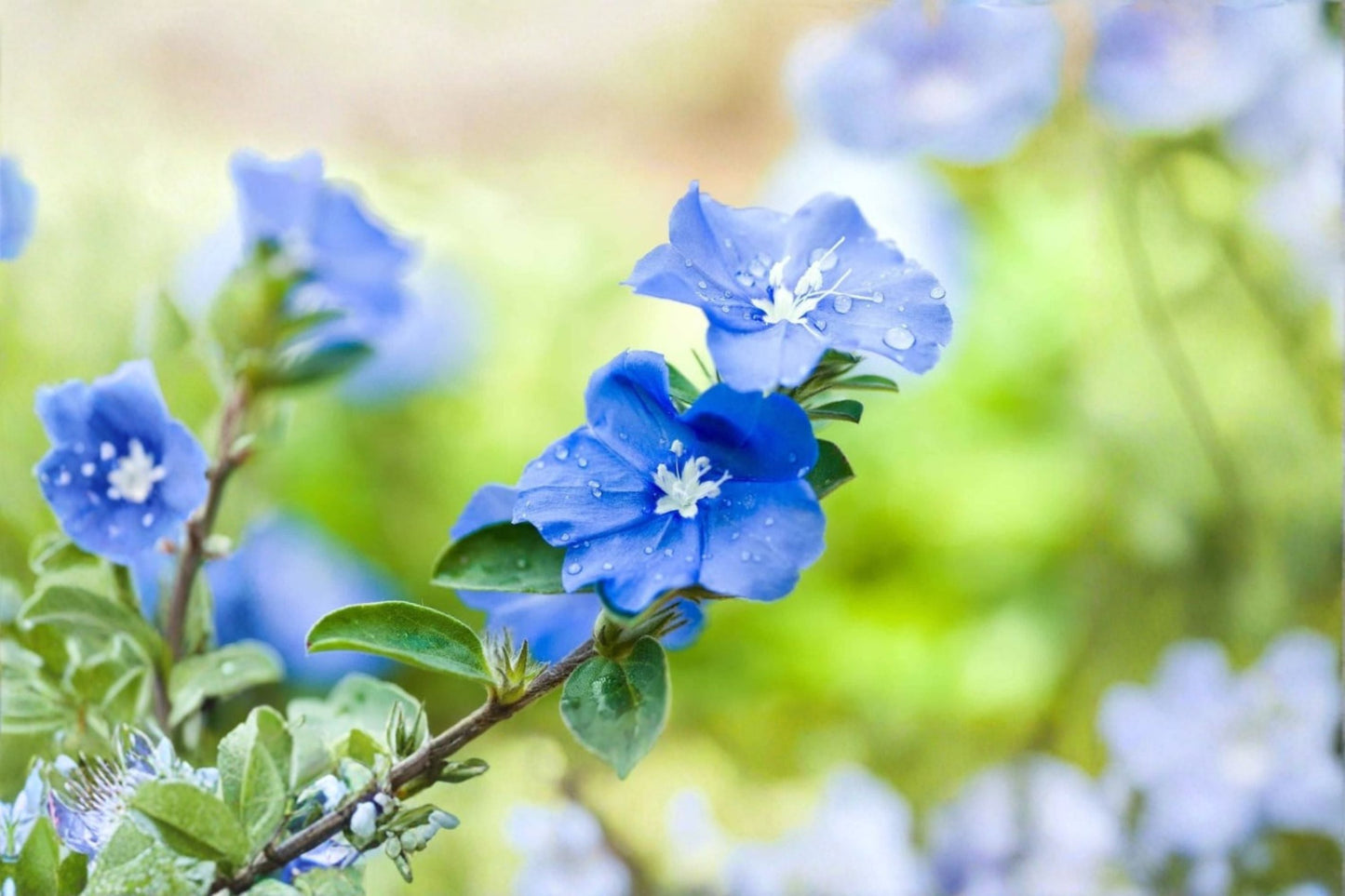 Blue Daze Live Plant - Ground Cover with Bright Blue Flowers - Evolvulus glomeratus - Evergreen Tropical Perennial