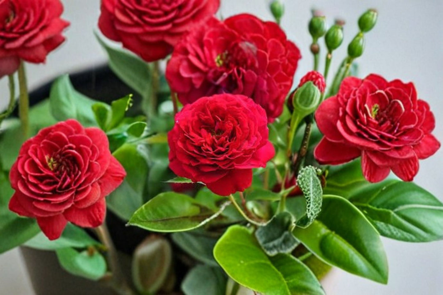 Bordeaux Rose Live Plant - Wine Red Kordes Garden Rose - Rosa hybrid - Compact Shrub with Velvety Blooms for Garden and Patio
