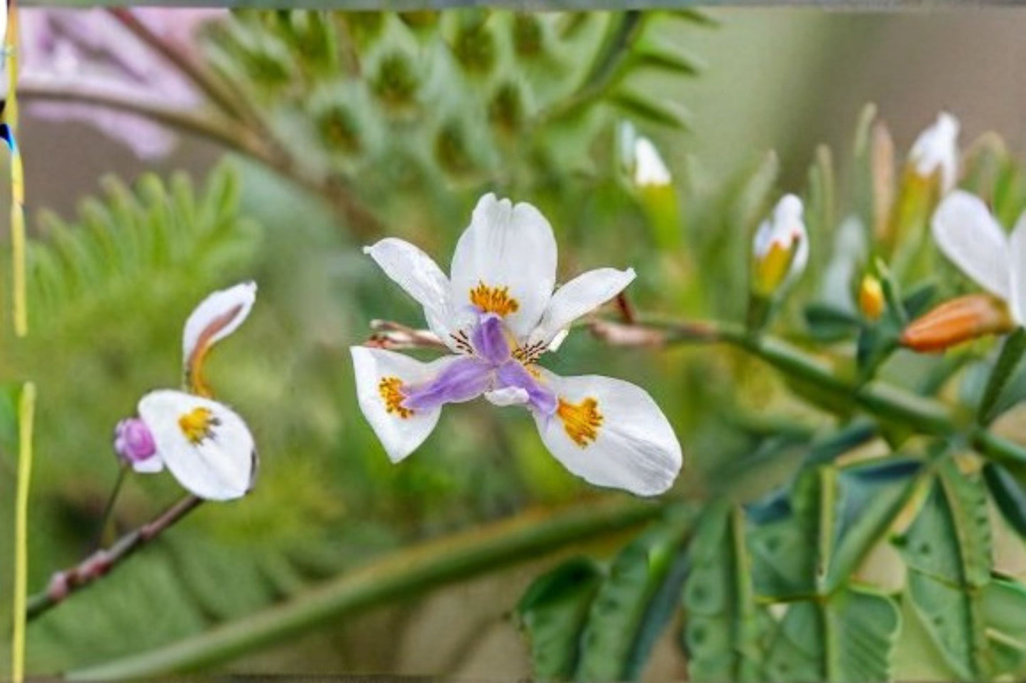 African Iris Live Plant - White Flowering Evergreen Perennial - Dietes grandiflora - Low Maintenance Garden Accent