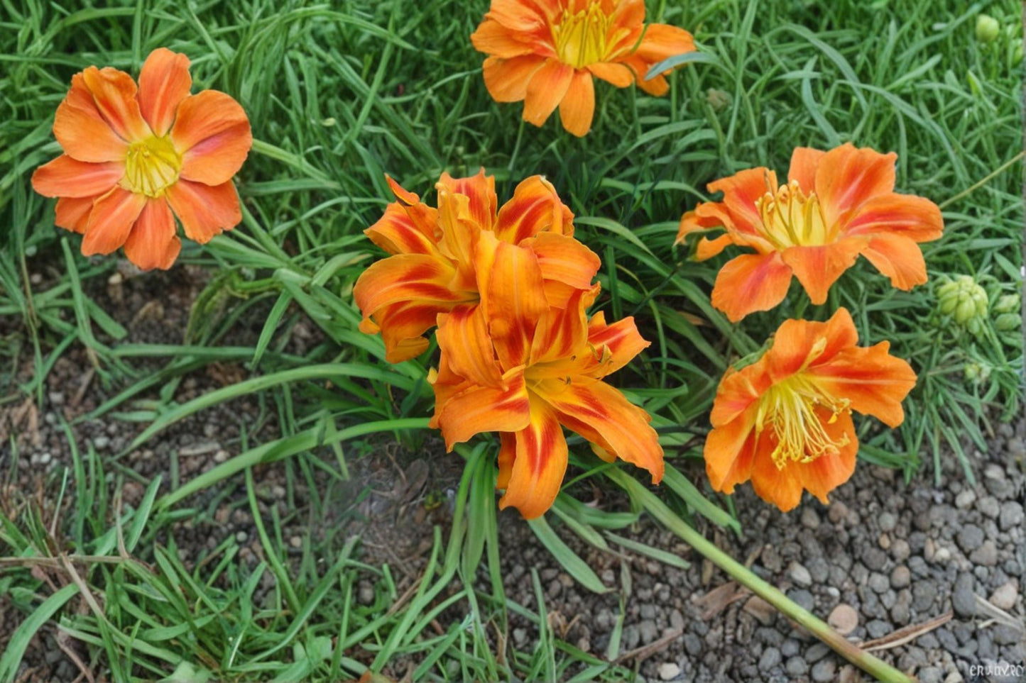 Kwanso Daylily Live Plant - Double Orange Flowering Perennial Hemerocallis fulva ‘Kwanso’ - Hardy Garden Plant