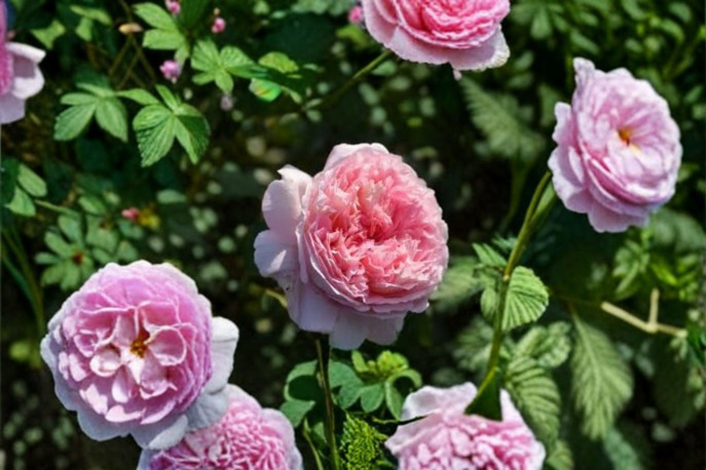 Traumerei Rose Live Plant - Pink Apricot Fragrant Japanese Rose - Rosa Hybrid - Own Root, Double Blooms, Repeat Flowering